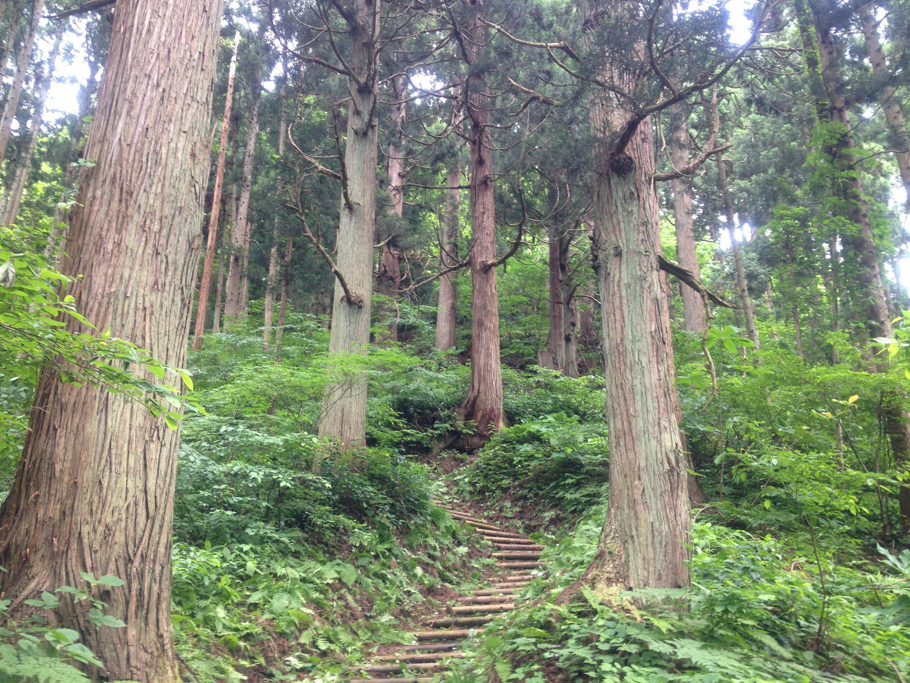 木段のある斜面