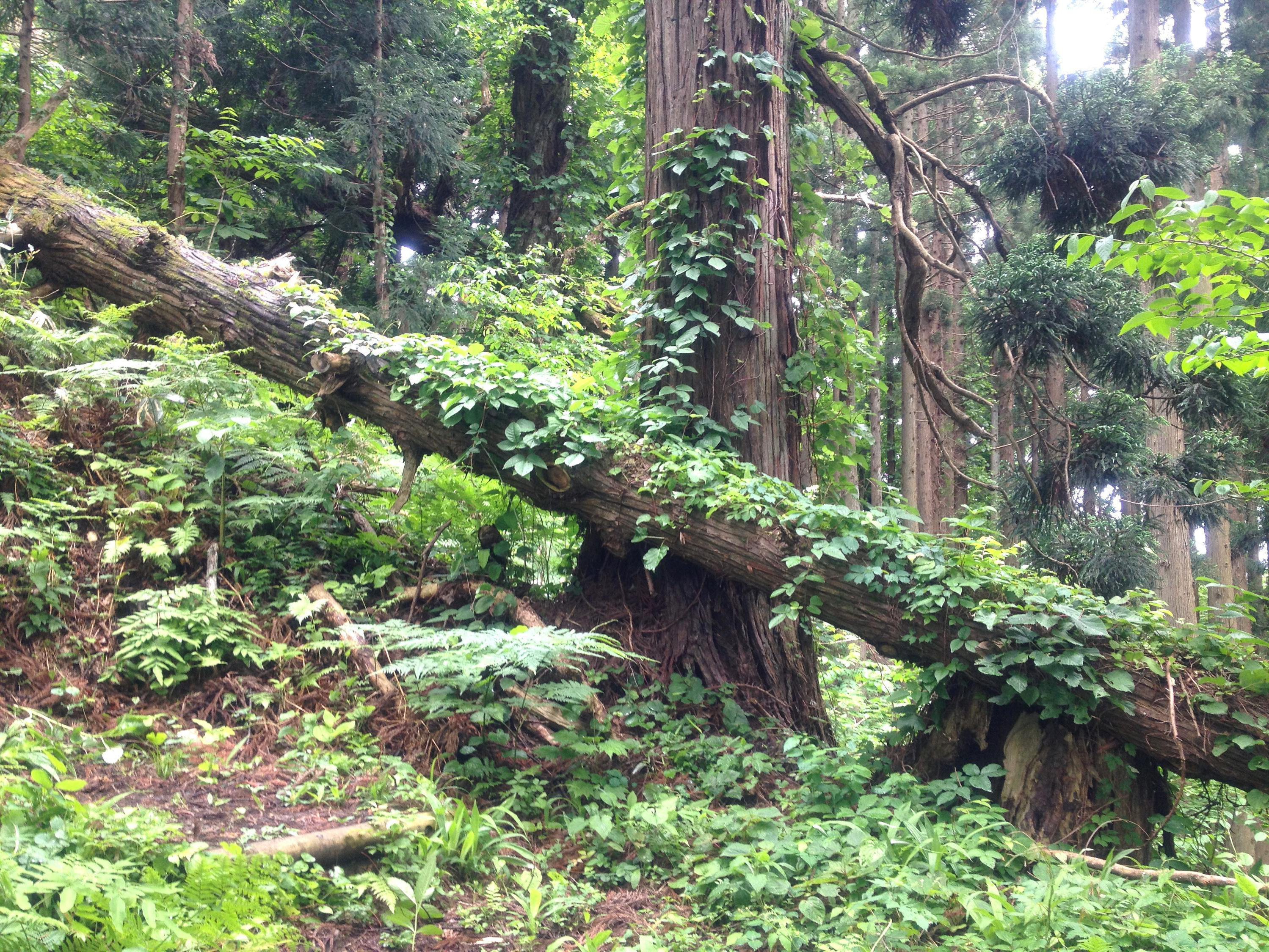 倒木のある山道