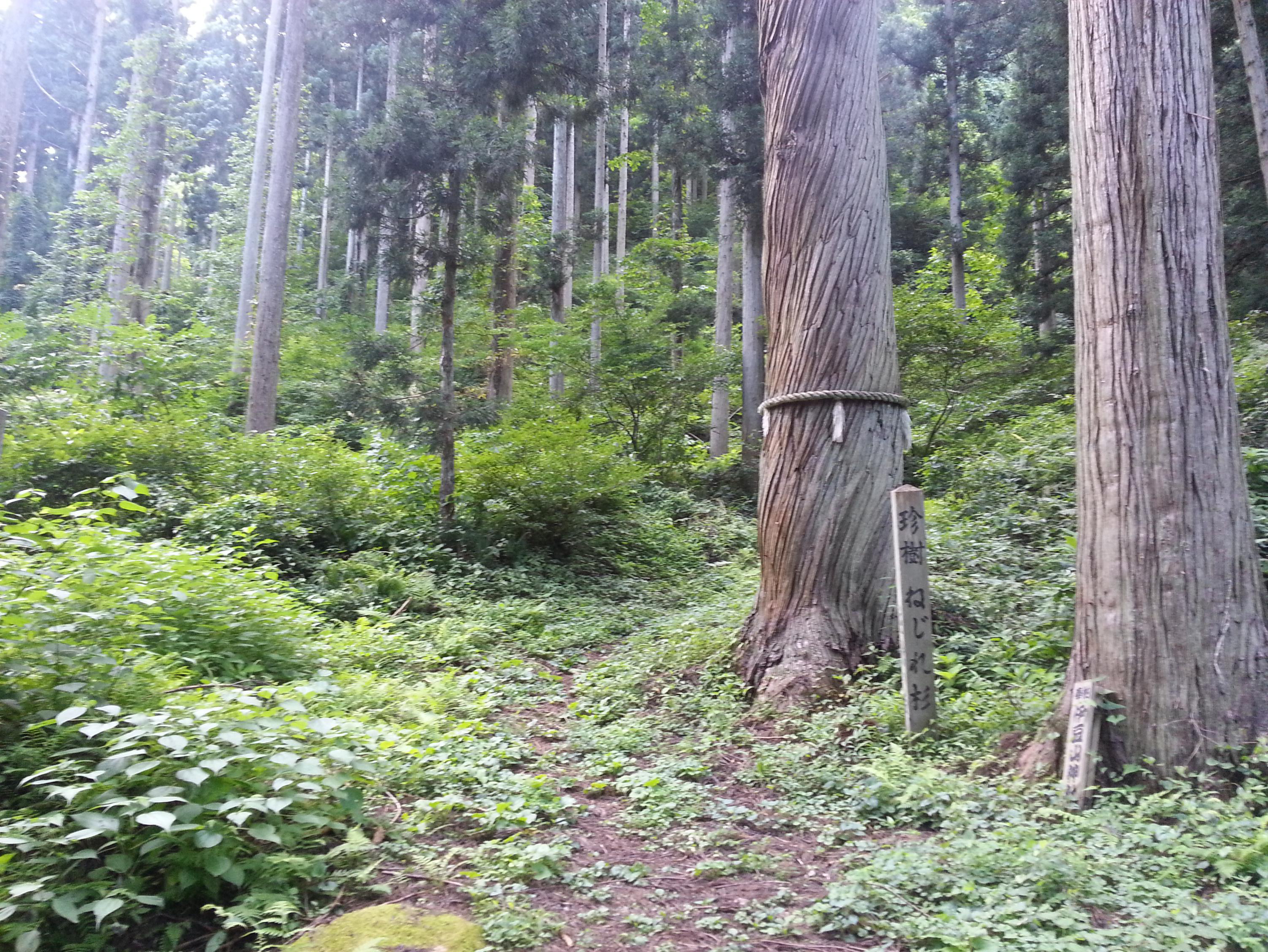 ねじれ杉