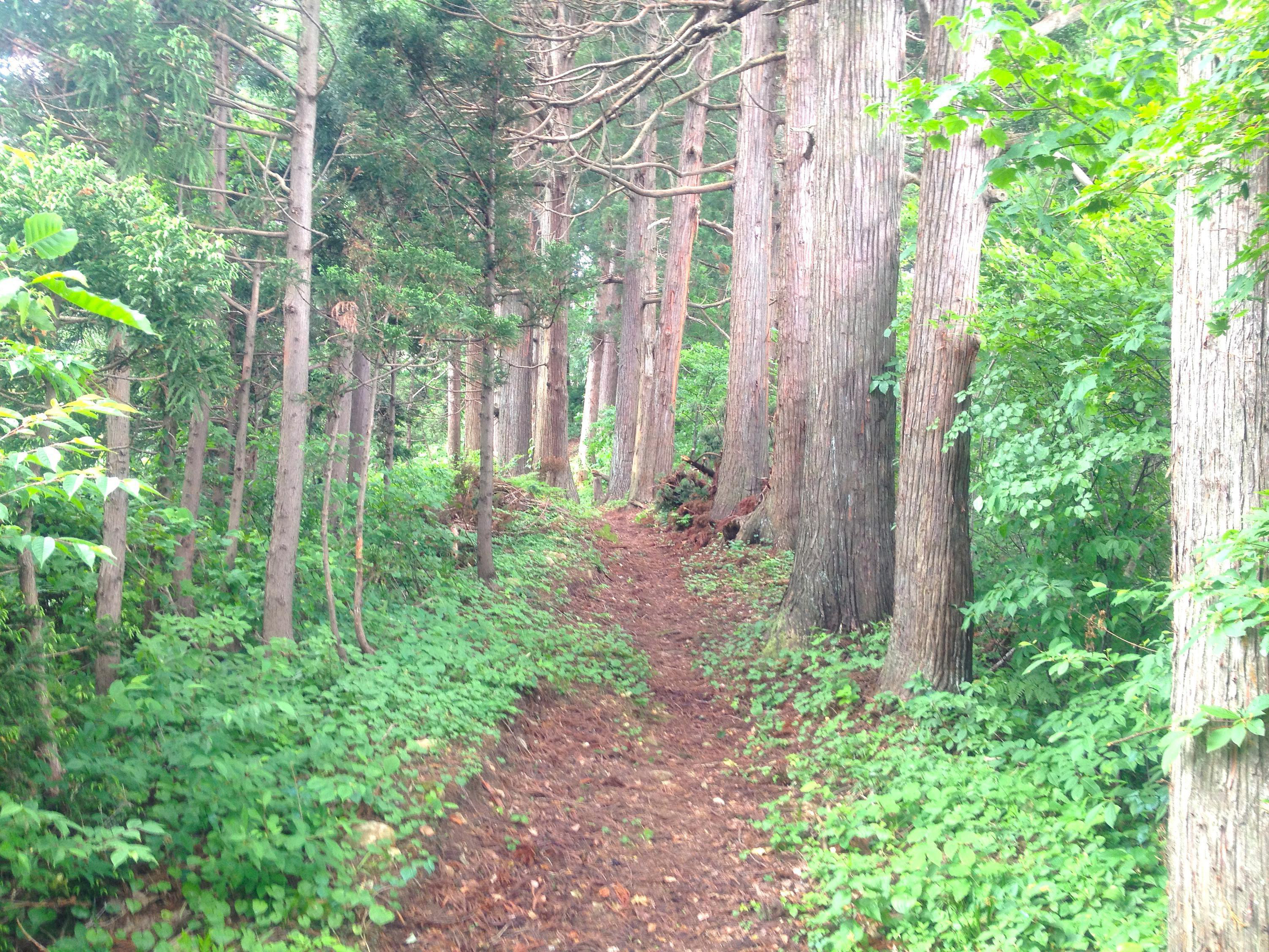 尾根道