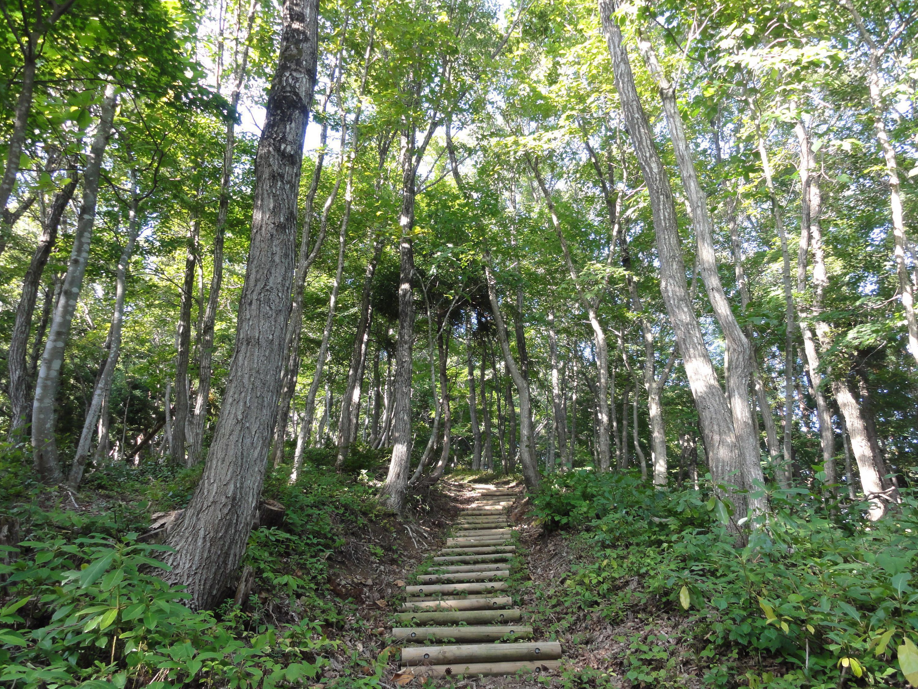 木段のある登り坂