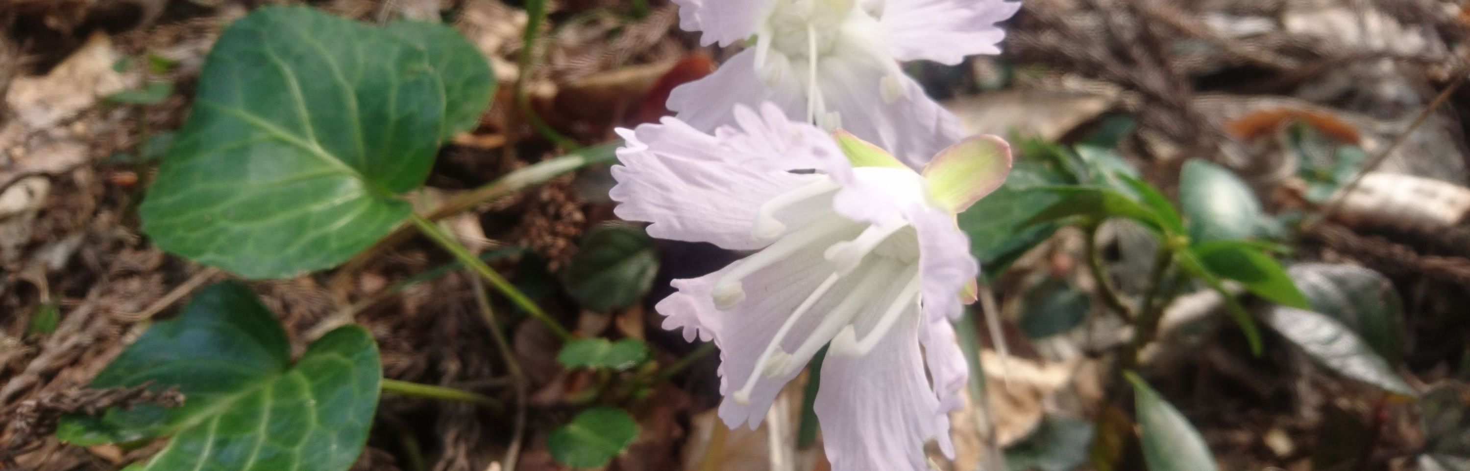 山の花