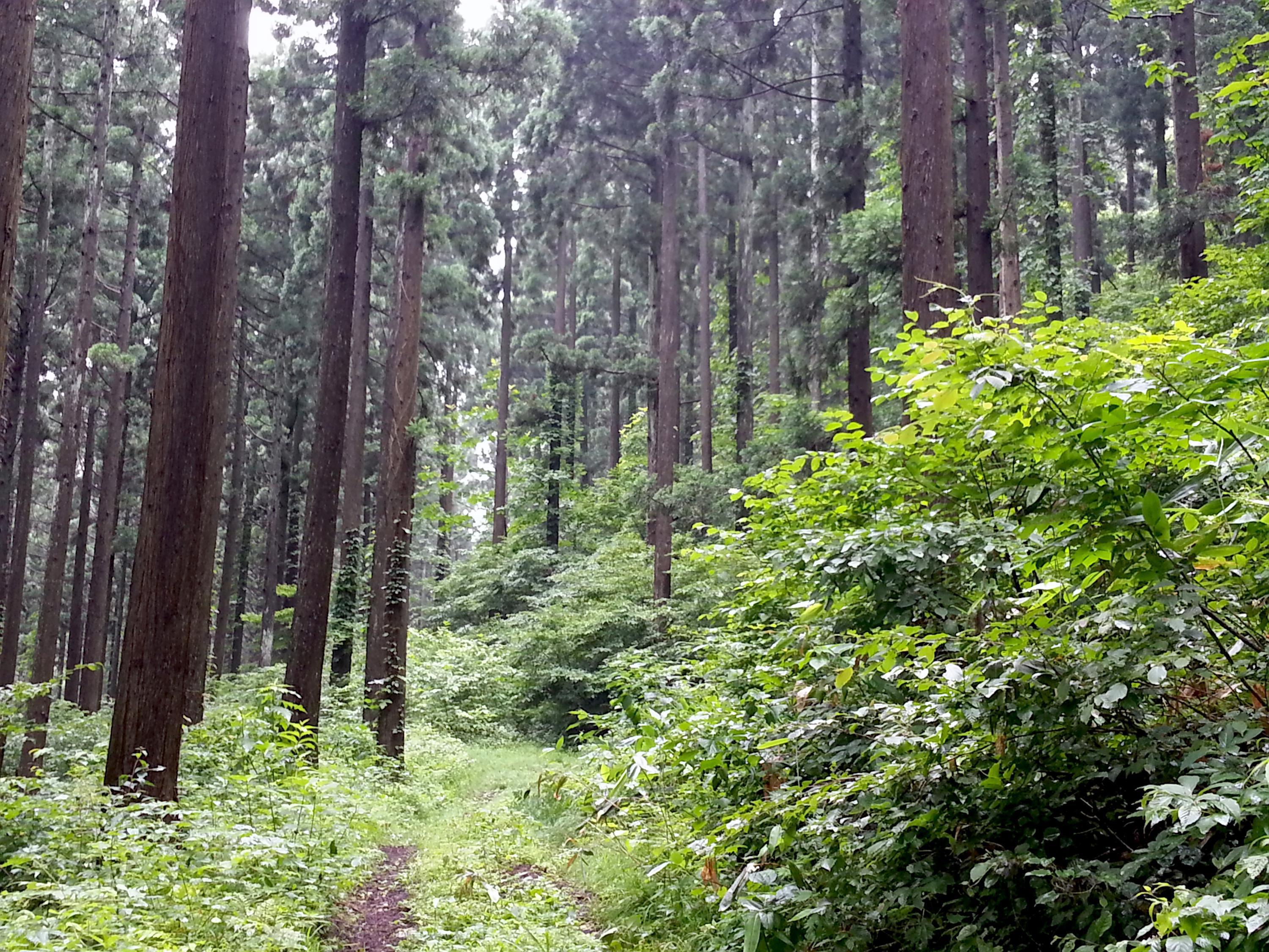 女坂の山道